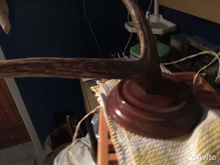 Рога молодого лося