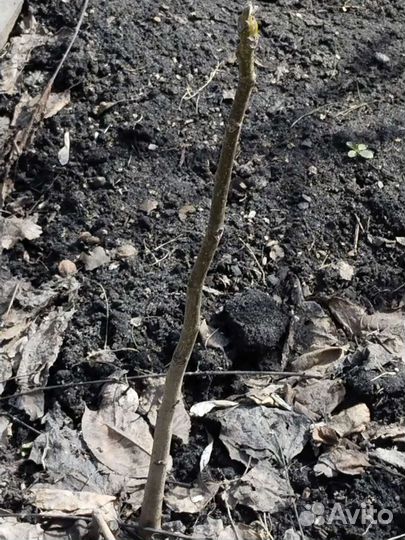 Саженцы грецкого ореха Идеал