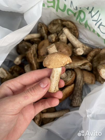 Грибы подберезовики, маслята, подосиновики