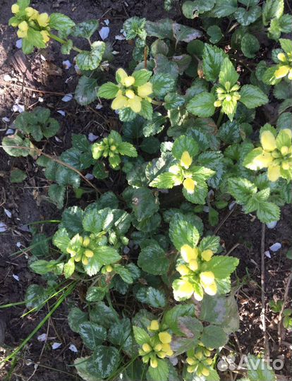 Растения садовые