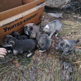 Маленькие собачки щенята в добрые руки