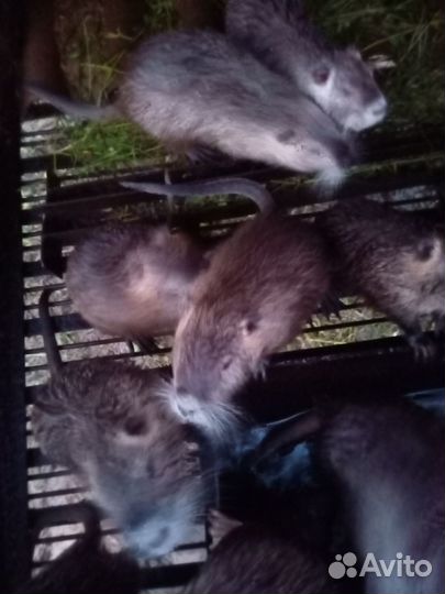 Продаю нутрий