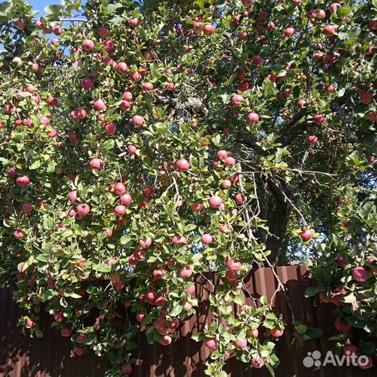 Яблоки домашние