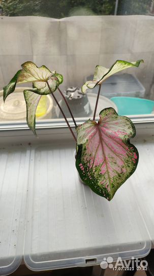 Каладиум Candyland