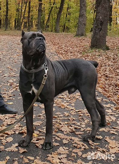 Кане Корсо вязка