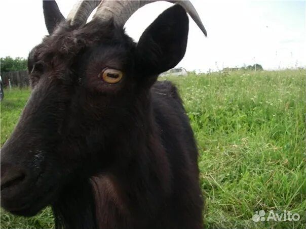 Продам козу