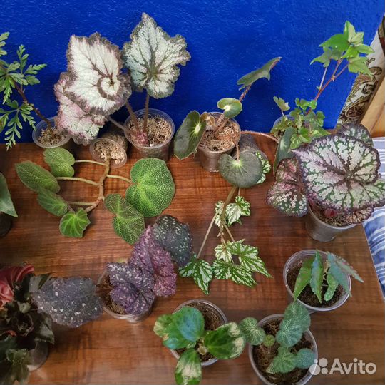 Бегония Melanobulata