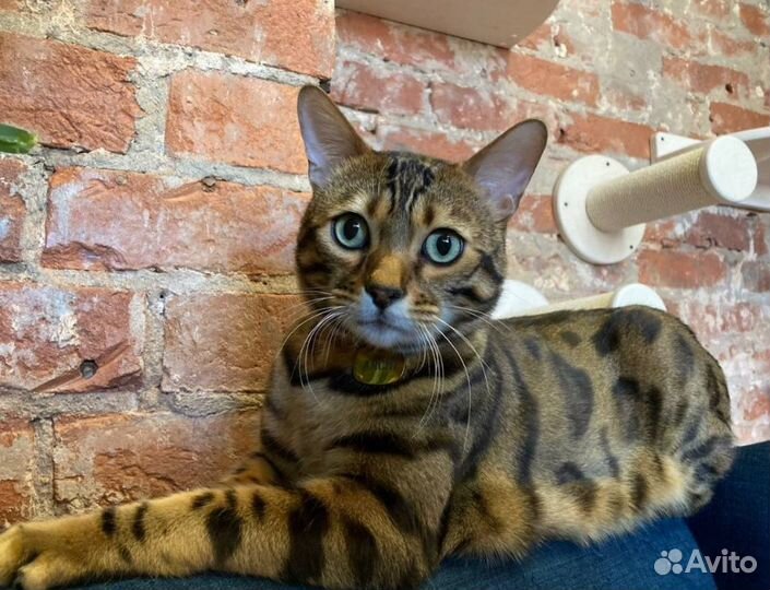 Передержка котят, котов, кошек