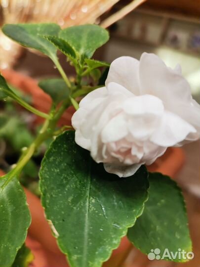 Бальзамины махровые