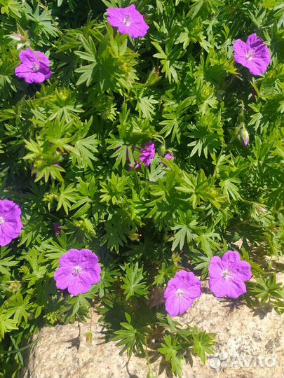 Многолетние цветы для сада