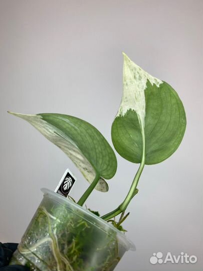 Сциндапсус Exotica Albo