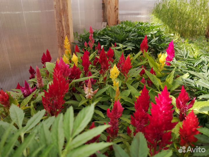 Рассада однолетних цветов и овощей