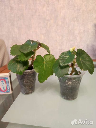 Жёлтая бегония элатиор