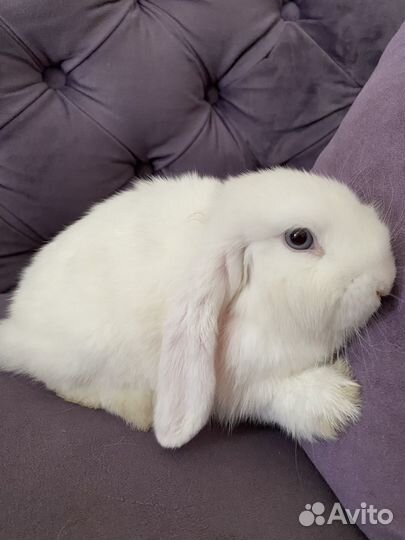 Кролик вислоухий