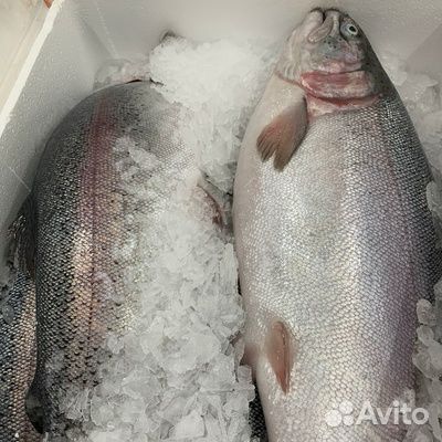 Форель свежемороженая Опт