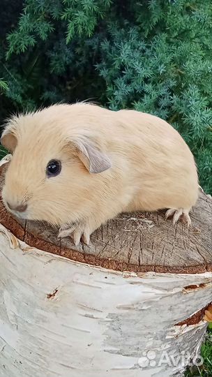 Морские свинки. Мальчики