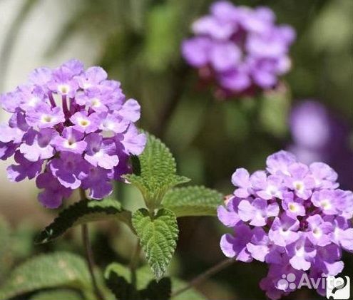 Лантана разные сорта