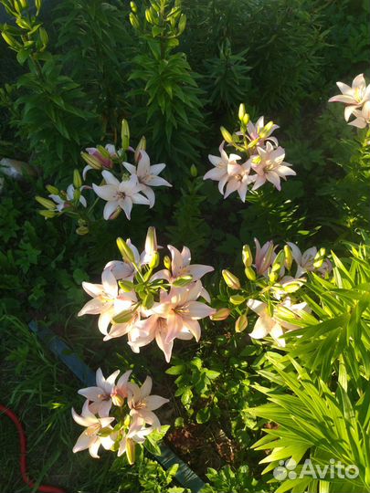 Продам луковицы лилий, можно на срез