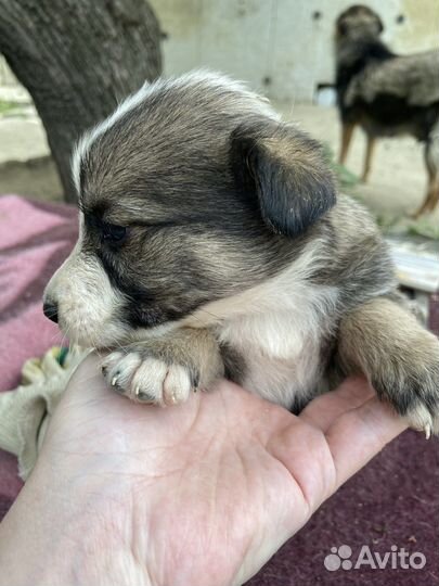 Щенки в добрые руки, бесплатно. Волгоград