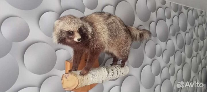 Добрый Енот