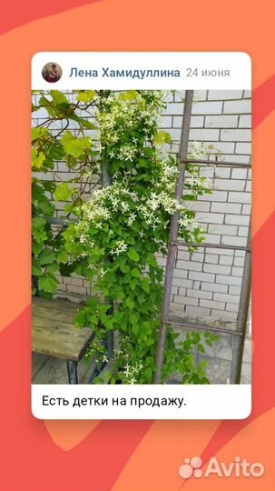 Растения для сада