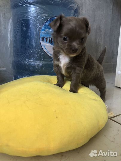 Чихуахуа девочка лиловая