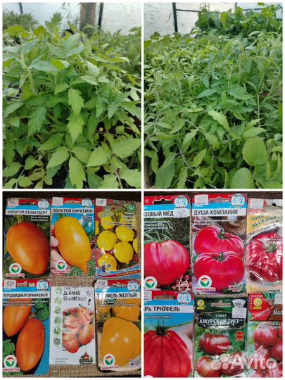 Рассада томатов перца сладкого, огурцов, кабачков