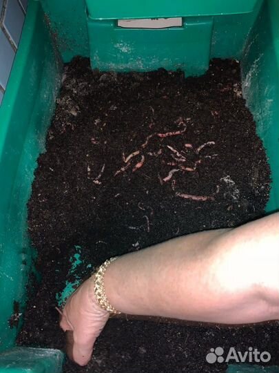 Черви для рыбалки