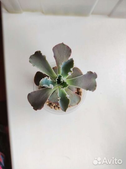 Суккуленты. Эхеверия,Портулакария