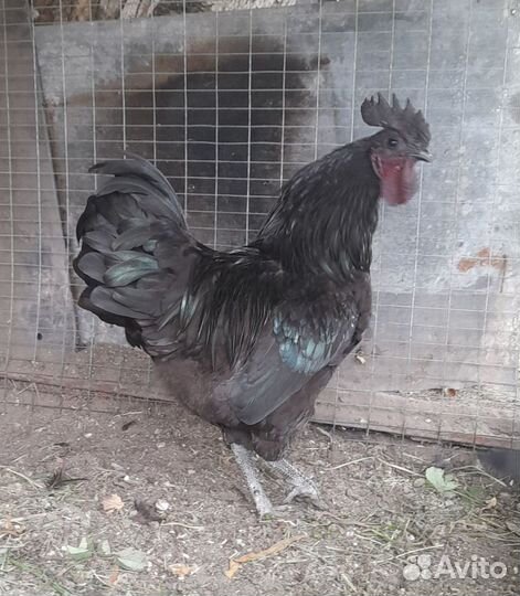Петухи ухейилюй,легбар,помесные,И/Я,цыплята