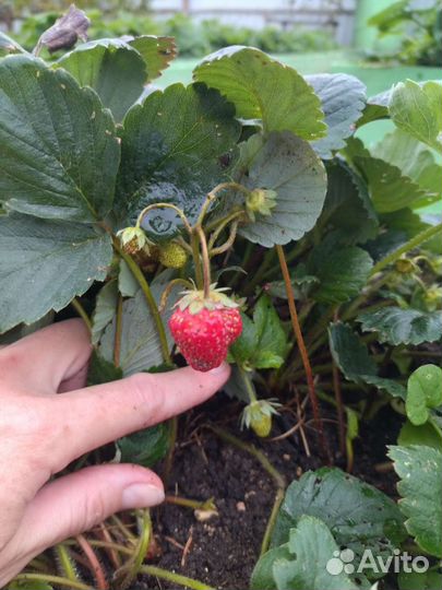 Клубника ремонтантная