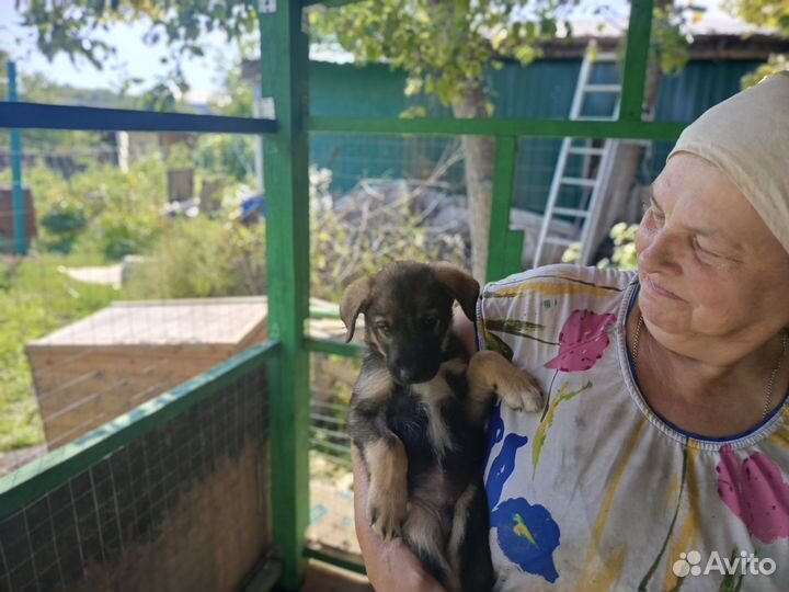 Отдам бесплатно в добрые руки щенков. Выбирайте