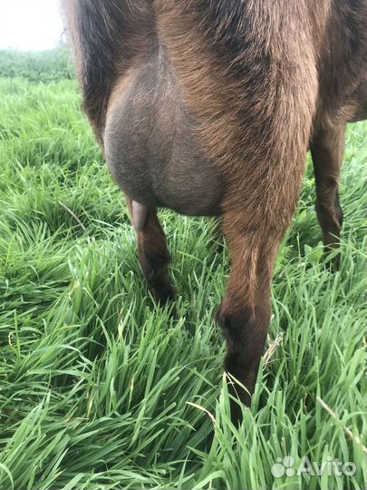 Нубийские козлята лучших линий России и Европы