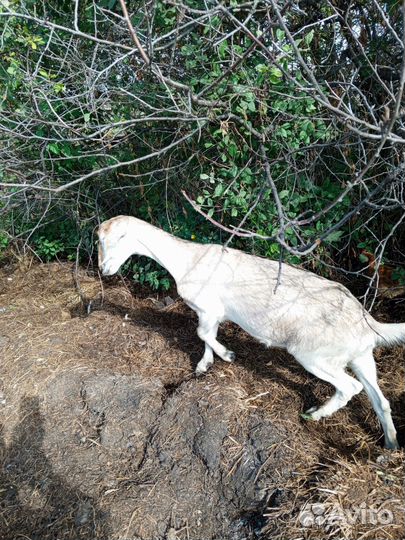 Козы молодняк