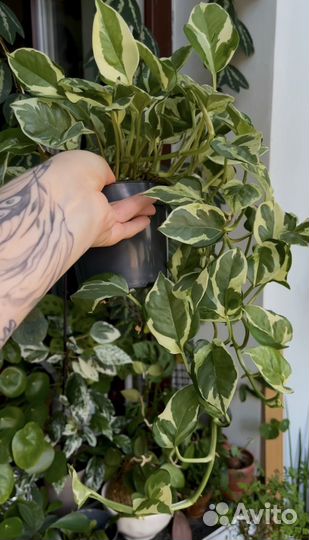 Эпипремнумы