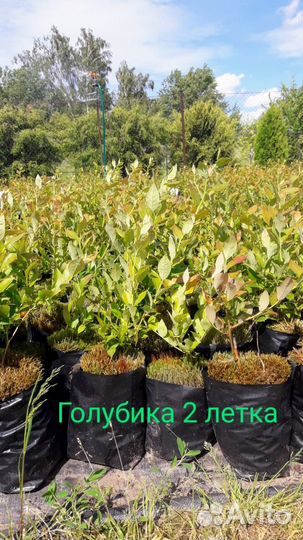Саженцы Голубики 1 и 2 летка. Свое кфх. Беларусь