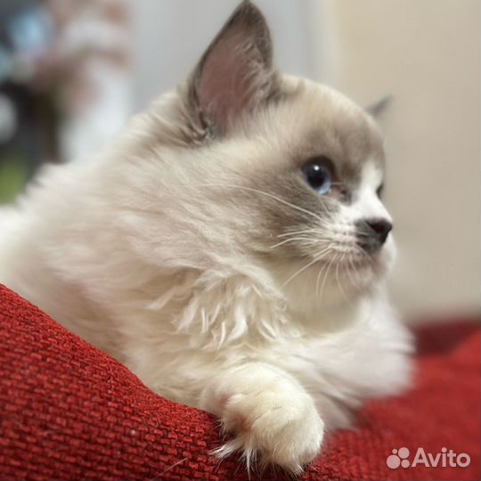 Котенок породы ragdoll