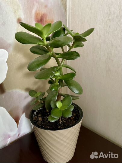 Денежное дерево