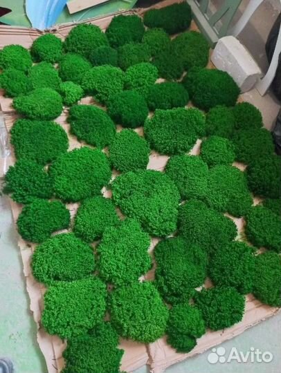 Ягель Королевский премиум moss