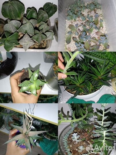 Огромный лот суккулентов