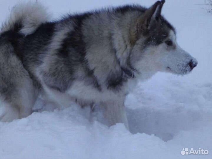 Много разных пород