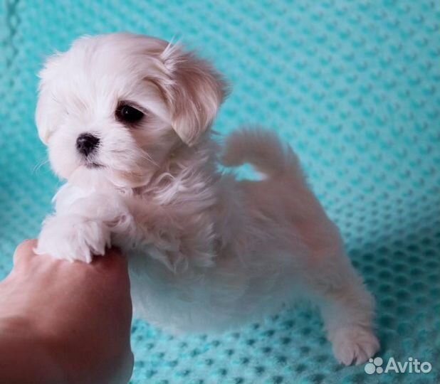 Мальтийская болонка. Мальтезе. Щенки. Мини