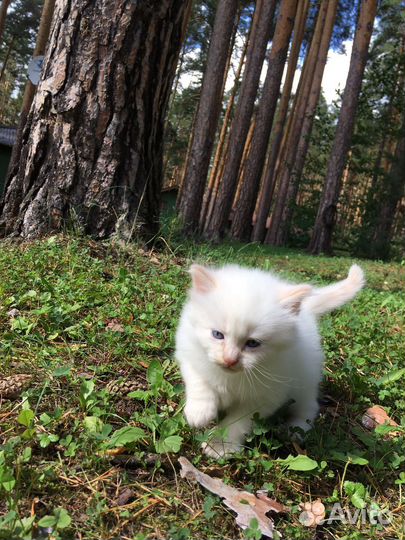 Отдам в добрые руки котенка. Мальчик
