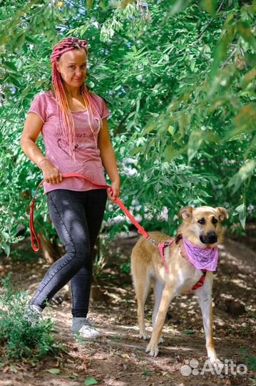 Молодая Винки из приюта ищет дом