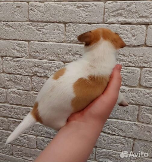 Щенки чихуахуа