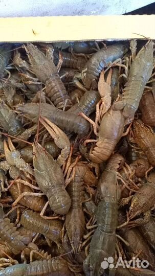 Донской Рак