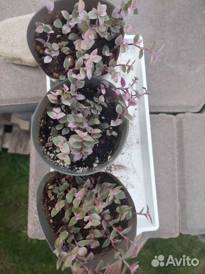 Каллизия розовая