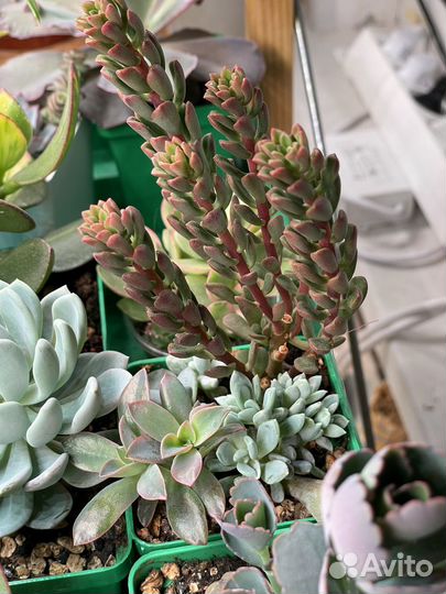 Суккуленты