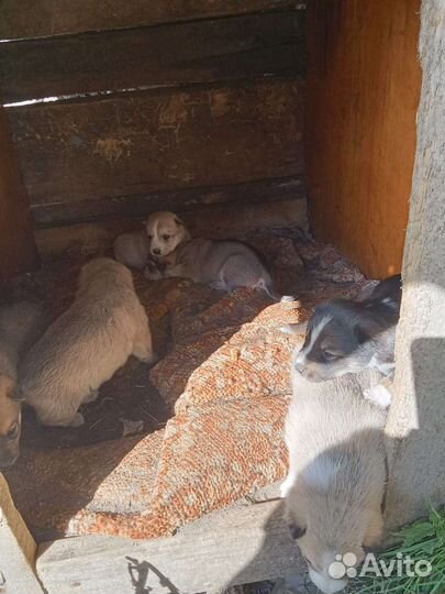 Щенки от маленькой собаки будут маленького роста