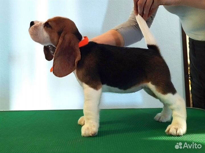 Щенки бигль